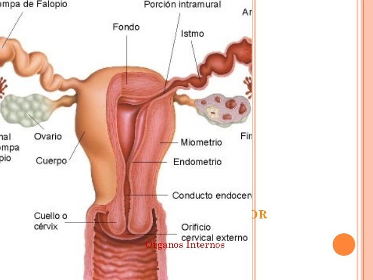 anatomia aparato reproductor femenino